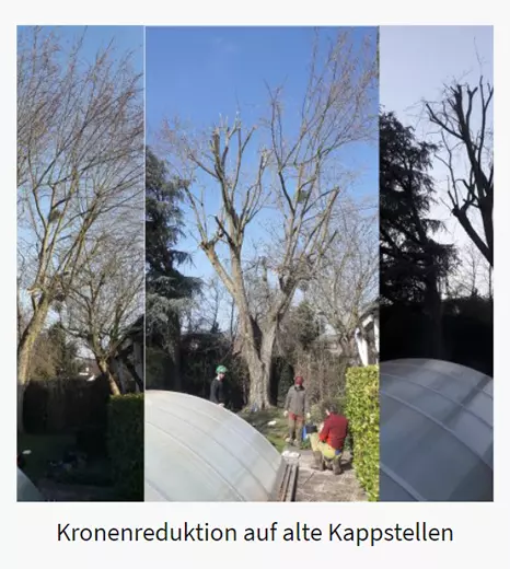 Baum Kappen für 63322 Rödermark