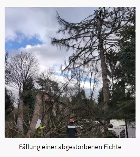 Fällung für  Wehrheim