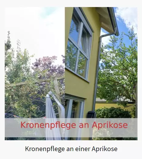 Kronenpflege in  Riedberg (Frankfurt (Main))