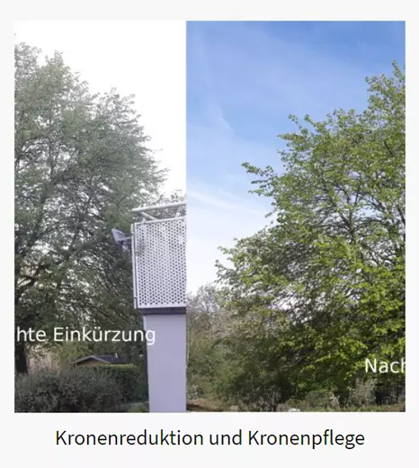 Kronenreduktion in 60311 Altstadt (Frankfurt (Main))